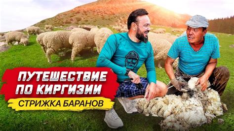 Путешествие по Киргизии. Стрижка баранов. Озеро Иссык-Куль. Добродушные ...
