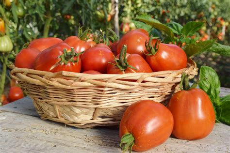 19 Top Easiest Garden Vegetables To Grow - dearmark23.com