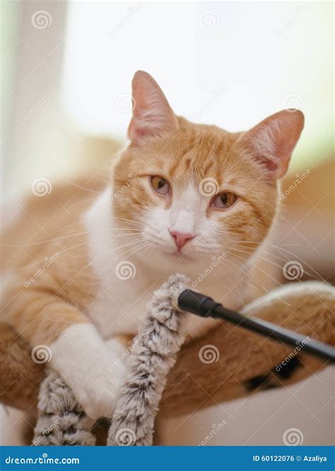 Portrait of a Red Striped Cat. Stock Photo - Image of beast, shorthair