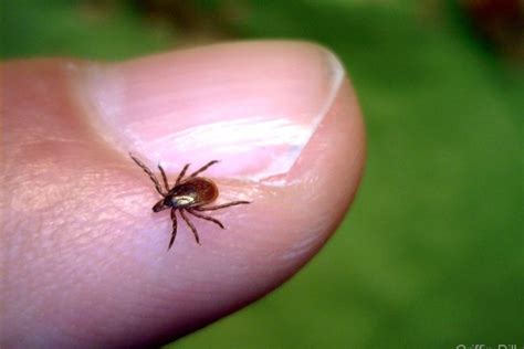 Lyme disease and climate change: Research roundup - Journalist's Resource