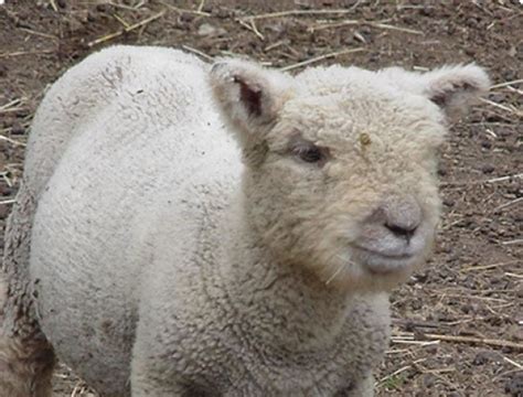 Мини баран, или карликовая овца | www.zoo-ekzo.ru - Экзотические животные