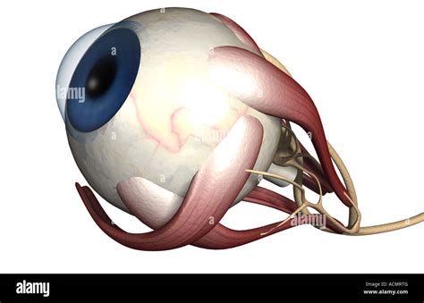 The muscles of the eye Stock Photo - Alamy