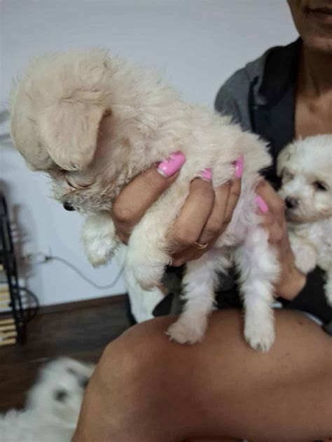 Havanski Bišon štenci - MyPets