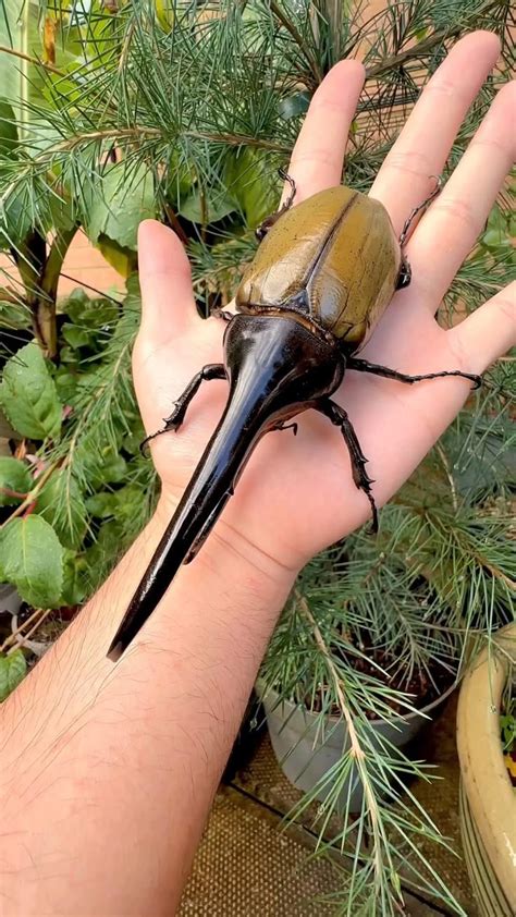 Пин от пользователя Marusya1914 Gold на доске Насекомое🪳🦗🐞🪲🐝🐜🕷️🦟🦂🪰 ...