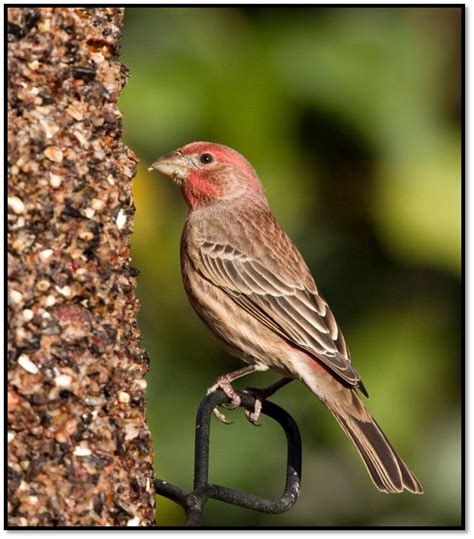 House Finches – A Beautiful Introduction