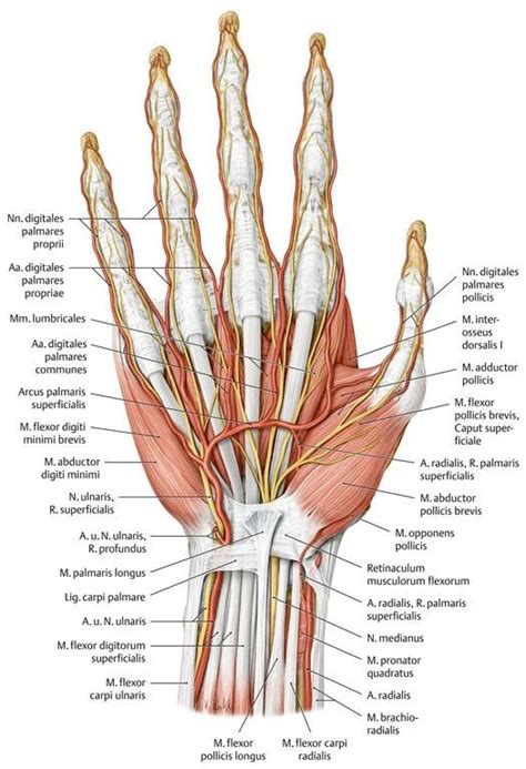 Pinterest | Anatomie, Anatomie und physiologie, Anatomie körper