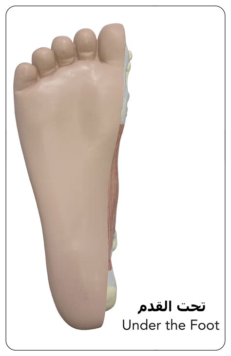 Under the Foot Image | Dubai Podiatry Centre