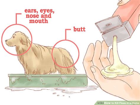 3 Ways to Kill Fleas in a Home - wikiHow