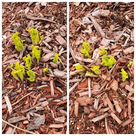 5 Awesome Perennials You Can Plant Right Now - The Renaissance Garden Guy