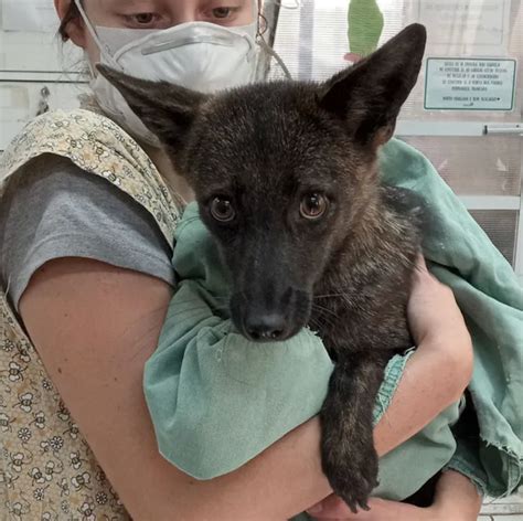 World's First Fox-Dog Hybrid Discovered: See Photos