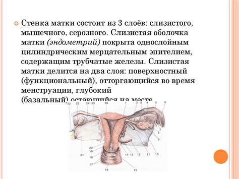 Анатомия женских половых органов (1) - презентация онлайн