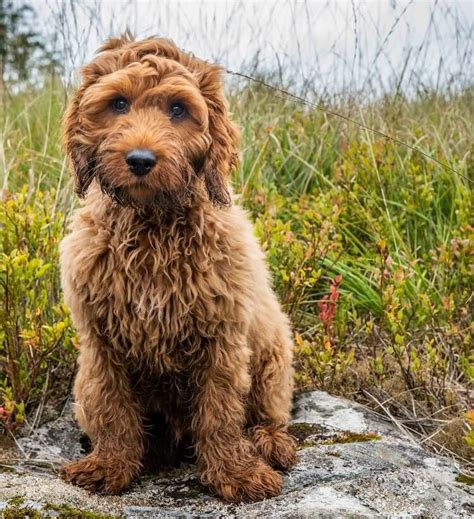 Cockapoo facts the ultimate cockapoo guide – Artofit