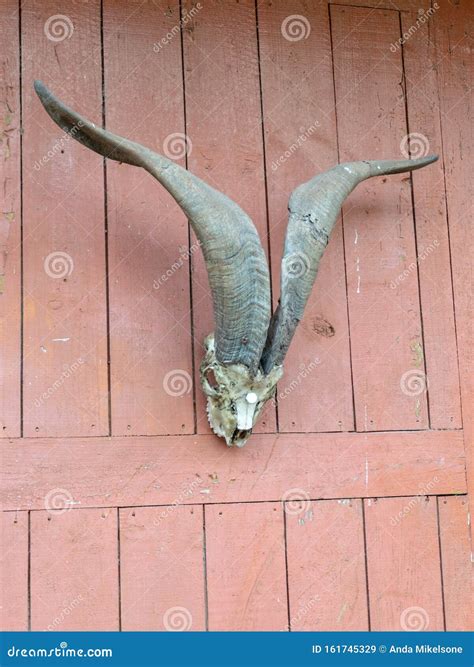Goat Horns at Red Board Door Stock Image - Image of board, wooden