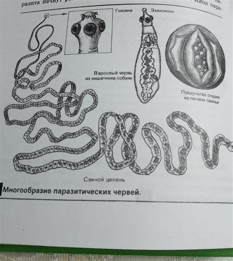 1. Чем печеночный сосальщик и бычий цепень отличаются от свободножи ...