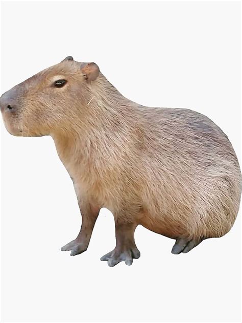 "Sitting Capybara" Sticker for Sale by Mino Shop | Capybara ...