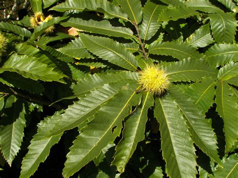 CASTANEA sativa - Boutique Atlantic Pépinière