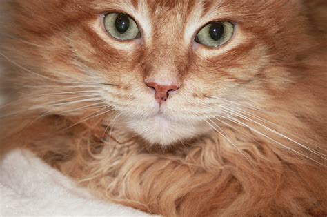Cat Domestic Animal - Free photo on Pixabay - Pixabay
