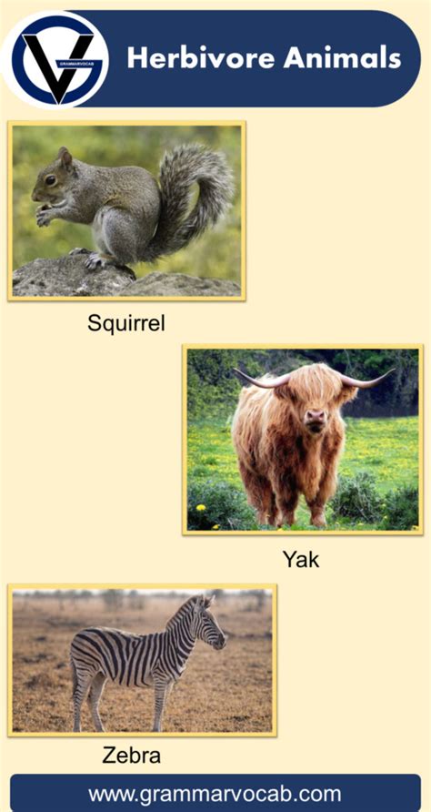 List of Herbivore Animals Names | Pictures - GrammarVocab