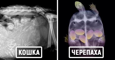 15 удивительных рентгеновских снимков беременных животных