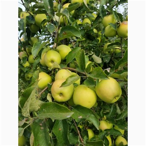 Продам яблука сорт Чемпіон, Голден - Урожай 2020 — Agro-Ukraine