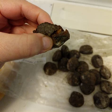 Rotten Poop