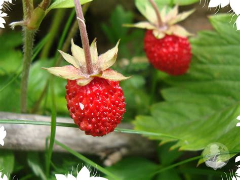 RASTLINE GOZDNA JAGODA (Fragaria vesca) Zdravilne naravne gozdne jagode ...