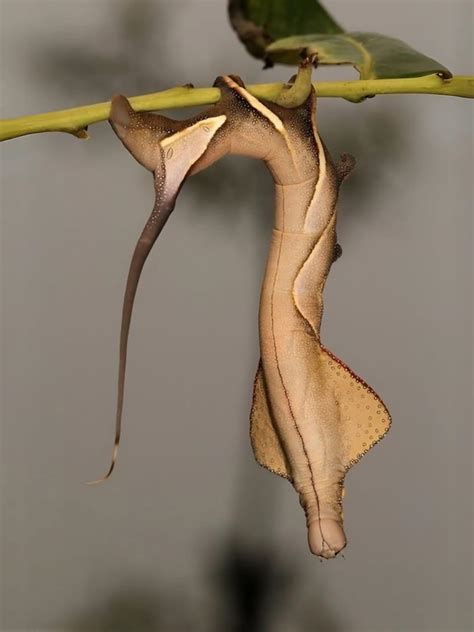 Earth - 🌀 Absolutely Bizarre Caterpillar That Looks Like a Dry Leaf! 🍂🪰
