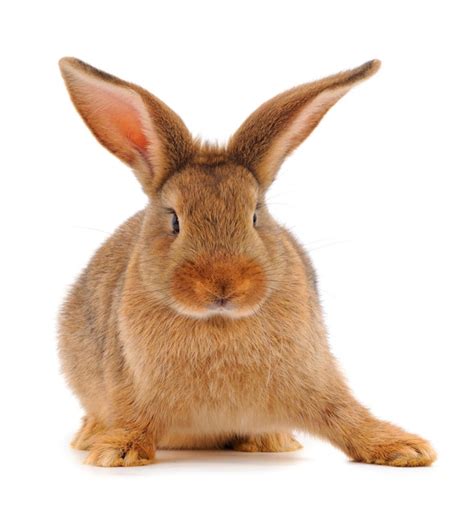Premium Photo | Brown rabbit isolated