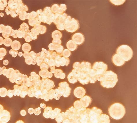 Streptomyces griseus | bacterium | Britannica