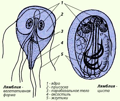 Паразиты