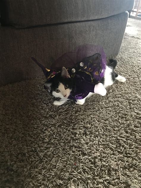 Witchy kitty : r/halloween