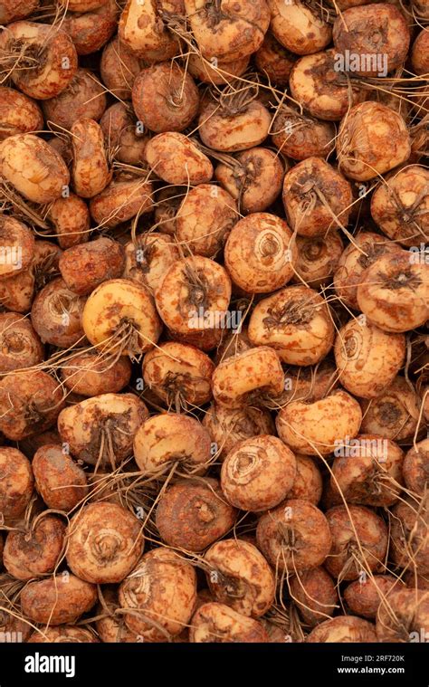 Crocosmia Lucifer Bulb Stock Photo - Alamy