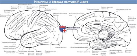 Анатомия черепа и его содержимого