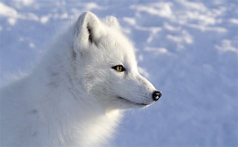 Arctic Fox Wallpaper (73+ images)