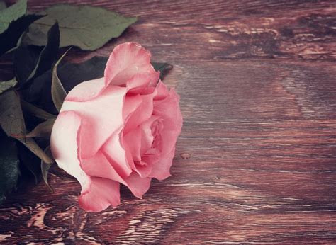 Rose On The Table Free Stock Photo - Public Domain Pictures