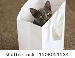 Kitten in a bag image - Free stock photo - Public Domain photo - CC0 Images
