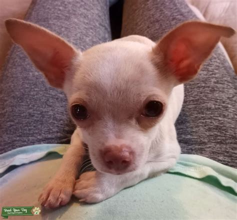 I year old pure breed Chihuahua - Stud Dog in Nebraska, the United States | Breed Your Dog