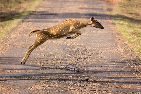 Take a Look at These Amazing Airborne Animals