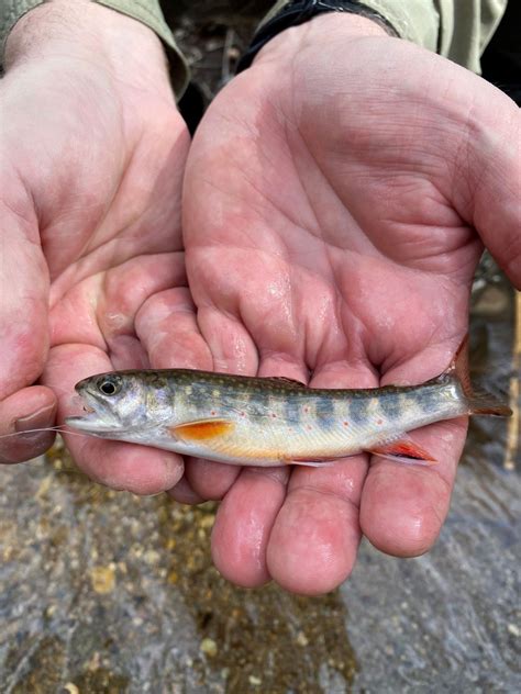 Chasing the Trout Slam Challenge | Virginia DWR