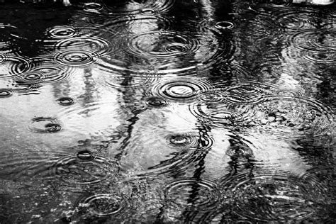 Piove Foto % Immagini| piante, fiori e funghi, macro e close up, altre ...