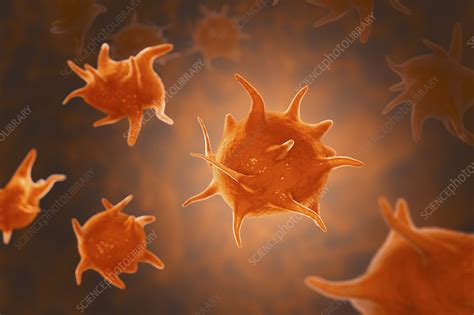 activated platelets illustration stock image  science