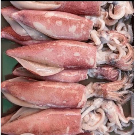 jual cumi cumi fresh shopee indonesia