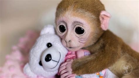 Почти живая игрушка обезьянка. ВИДЕОКУРС по ссылке в описании. Baby ...