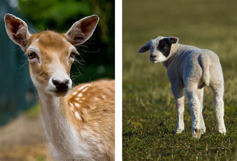 Dieren fotografie | Fotograaf Texel