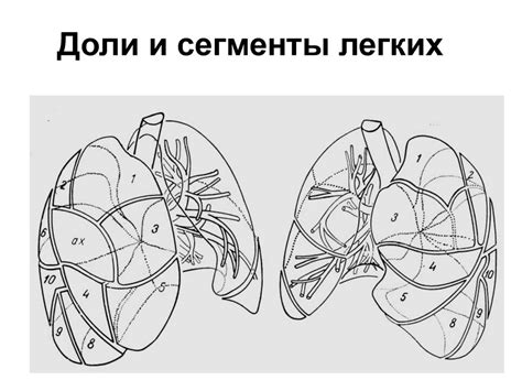 Бронхиальное дерево - презентация онлайн
