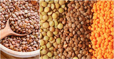 Lentilha E Carboidrato - Lentilha é Proteina Ou Carboidrato - FDPLEARN