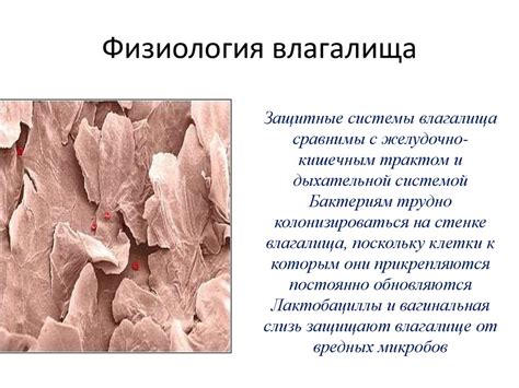 Воспалительные заболевания половых органов женщин - презентация онлайн