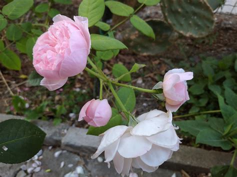 my st. Cecilia rose, it got an gene mutation from white to pink : r