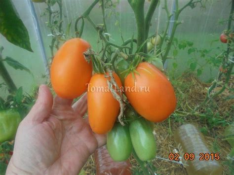 Томат Золотая пуля: описание сорта, ОТЗЫВЫ (14), фото | tomatland.ru