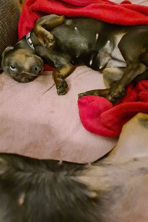 Skupina Jazvečík/Jezevčík/Dachshund/Dackel/Tacskó/Teckel/Gravhund